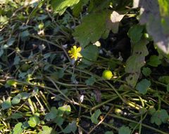 Halerpestes sarmentosa