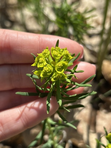 cypress spurge
