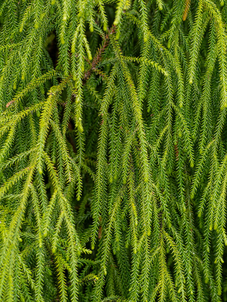 rimu from The OPERA - Otago Peninsula Eco Restoration Alliance 45 ...