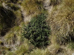 Celmisia angustifolia