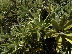 Celmisia angustifolia