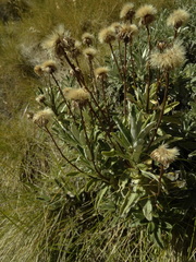 Celmisia angustifolia