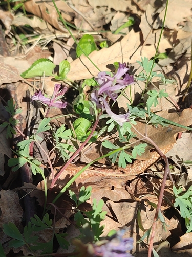 Corydalis paczoskii, photograph 6