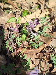 Corydalis paczoskii, photograph (c) Igor Balashov, some rights reserved (CC BY)