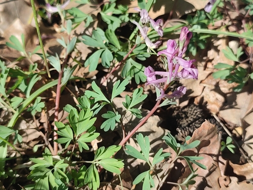 Corydalis paczoskii, photograph 5