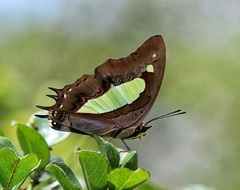 Polyura bharata