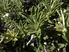 Celmisia angustifolia