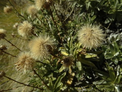 Celmisia angustifolia