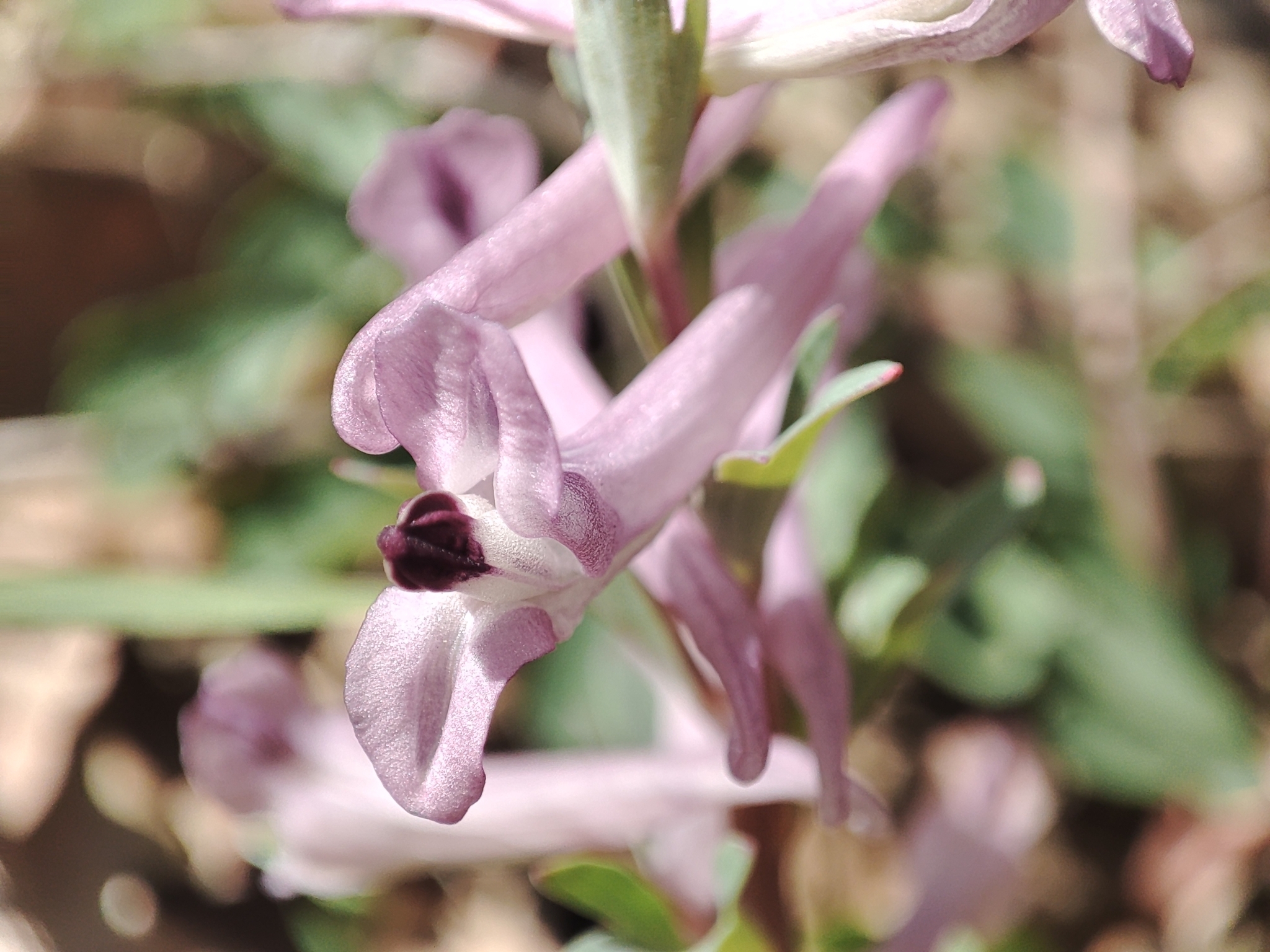 Corydalis paczoskii