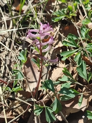 (c) Igor Balashov, some rights reserved (CC BY) Corydalis paczoskii, photograph (c) Igor Balashov, some rights reserved (CC BY)