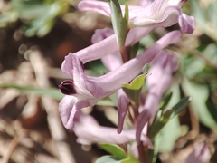 (c) Igor Balashov, some rights reserved (CC BY) Corydalis paczoskii, photograph (c) Igor Balashov, some rights reserved (CC BY)