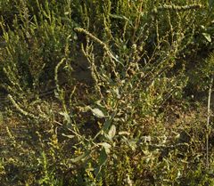 Atriplex verrucifera