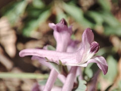 (c) Igor Balashov, some rights reserved (CC BY) Corydalis paczoskii, photograph (c) Igor Balashov, some rights reserved (CC BY)