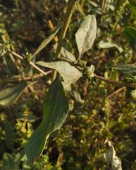 Atriplex verrucifera