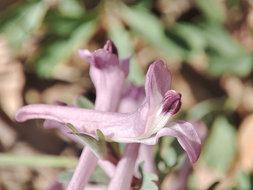 Corydalis paczoskii, photograph 4
