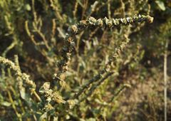 Atriplex verrucifera