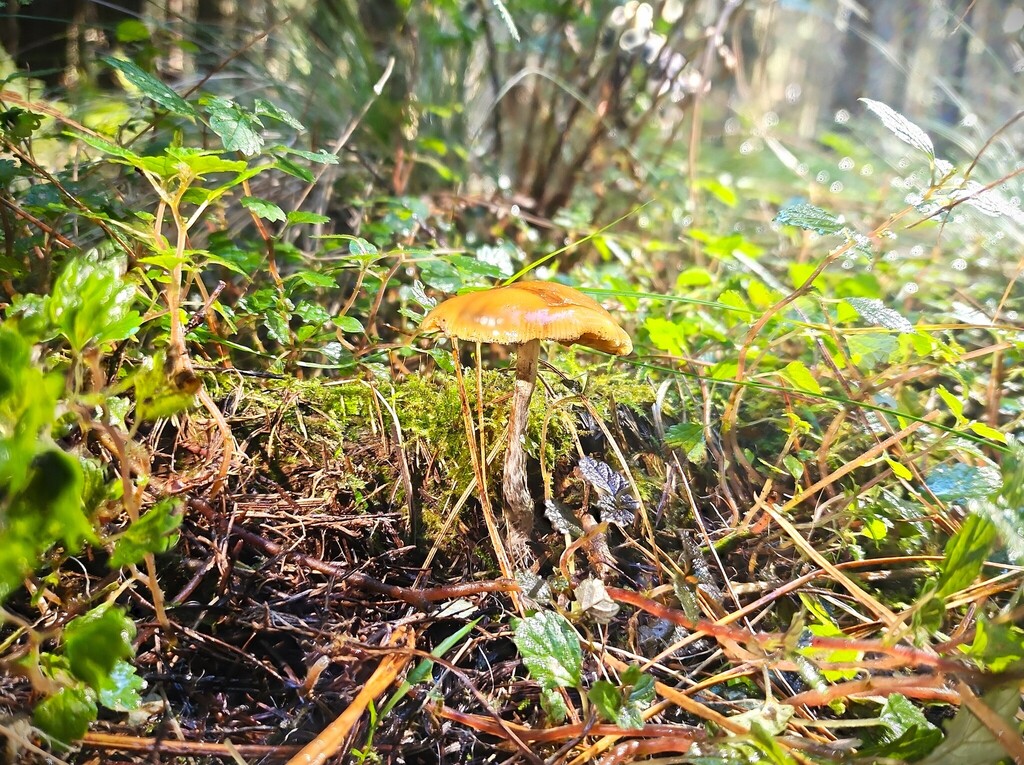 Psilocybe subaeruginosa · April 2025 · photo: © rotceh_dnih (iNaturalist, cc-by)