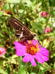 Epargyreus deleoni