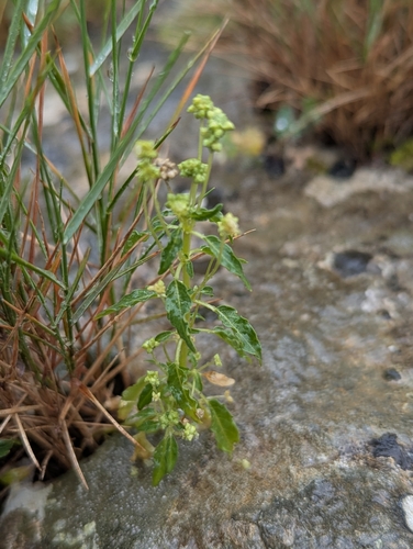 Mercurialis huetii (Mercurialis huetii)