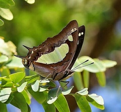 Polyura agraria