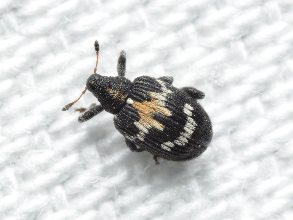 Flea Weevils