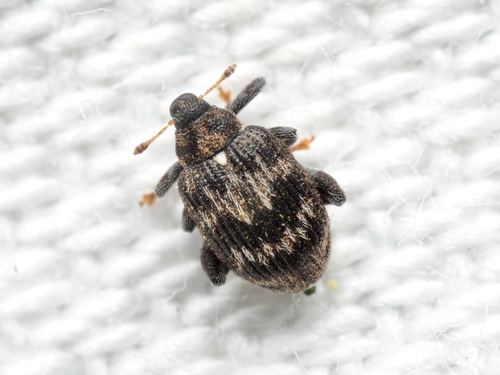 Tachyerges decoratus