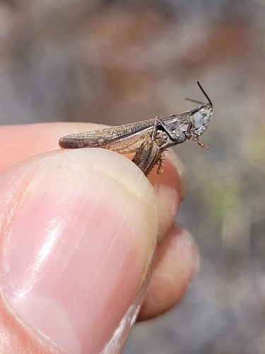 Stenohippus mundus