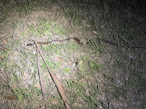 Eastern Tiger Snake sighting