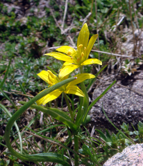 Gagea bohemica