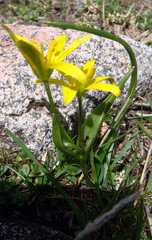 Gagea bohemica