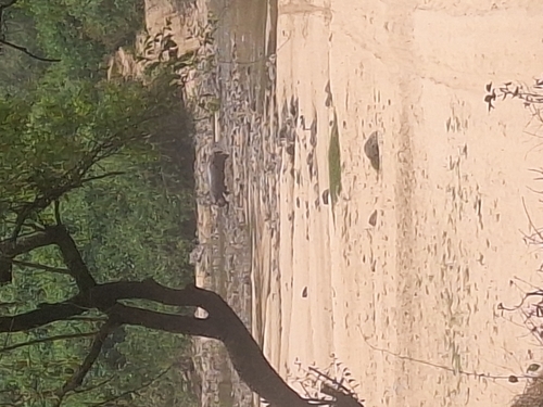 Common Hippopotamus