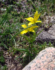 Gagea bohemica