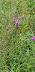 Liatris pycnostachya
