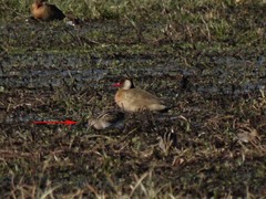 Gallinago paraguaiae