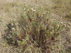 Baccharis texana