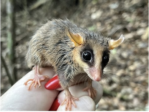 Brazilian Gracile Opossum