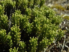 Celmisia ramulosa tuberculata