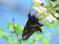 Epargyreus deleoni