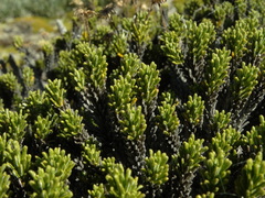 Celmisia ramulosa tuberculata