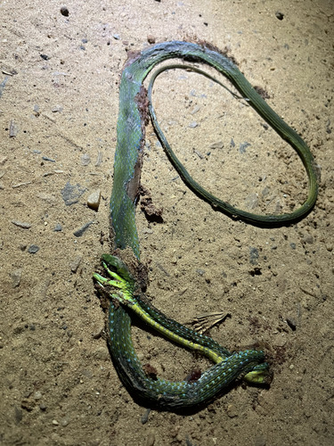 Emerald Snake
