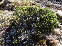 Celmisia ramulosa tuberculata