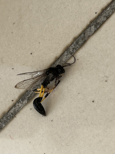 Sceliphron spirifex