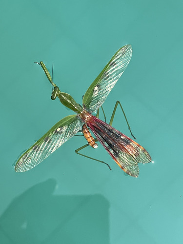 Prohierodula laticollis