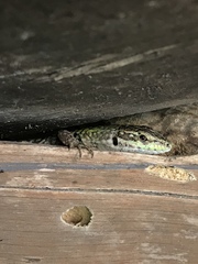 Podarcis siculus siculus