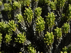 Celmisia ramulosa tuberculata