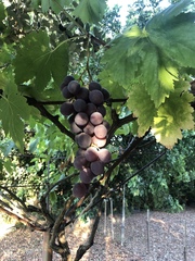 Vitis vinifera vinifera