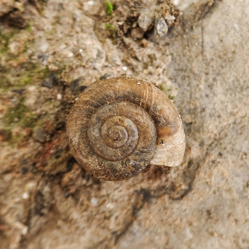 Trichobradybaena submissa