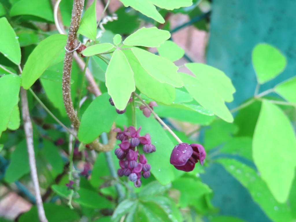 Chocolate vine (Akebia × pentaphylla)