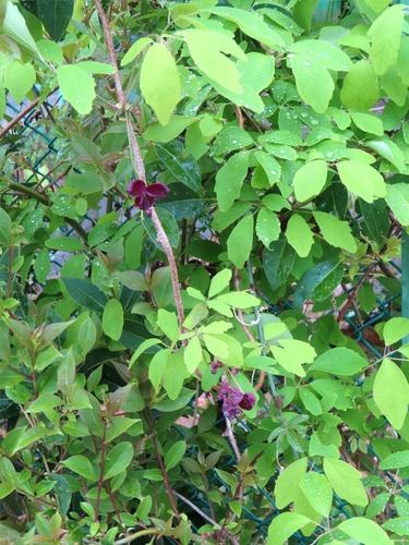 Akebia × pentaphylla, photograph 2