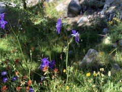 Delphinium polycladon